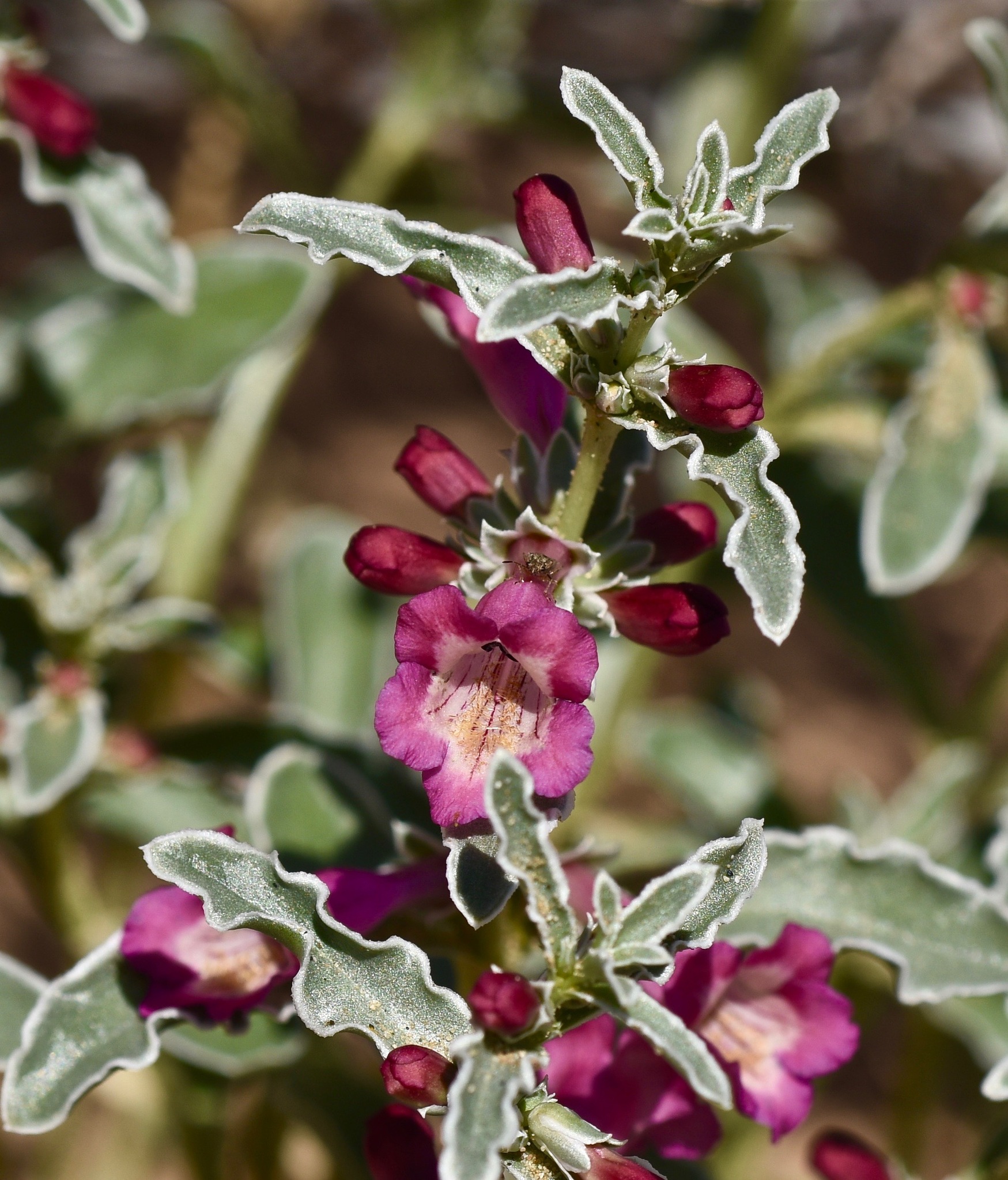 Penstemon albomarginatus