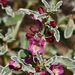 White-margined Beardtongue - Photo (c) lonnyholmes, some rights reserved (CC BY-NC), uploaded by lonnyholmes