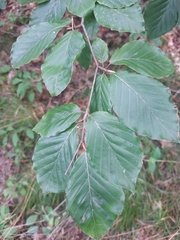 Fagus sylvatica