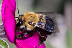 Habropoda tristissima