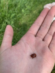 Chelymorpha cassidea