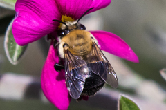 Habropoda tristissima