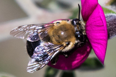 Habropoda tristissima