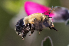 Habropoda tristissima