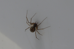 Bathyphantes
