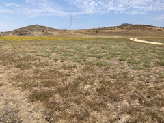 Hemizonia congesta luzulifolia