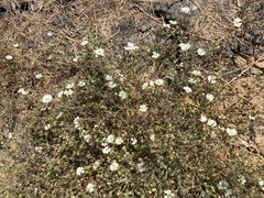 Hemizonia congesta luzulifolia
