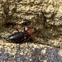 Endeodes collaris