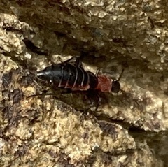Endeodes collaris