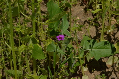 Calandrinia compressa