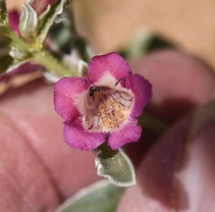 Penstemon albomarginatus