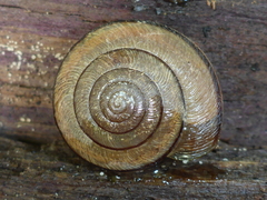 Helminthoglypta exarata
