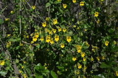 Tropaeolum brachyceras