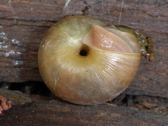 Helminthoglypta exarata