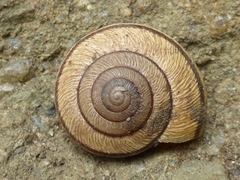 Helminthoglypta exarata