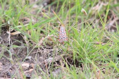 Utetheisa lotrix lotrix