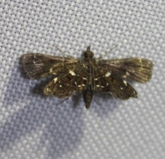 Undulambia polystichalis