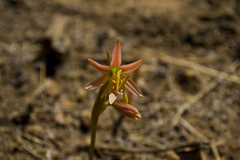 Zephyranthes advena