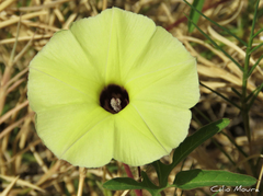 Ipomoea longeramosa
