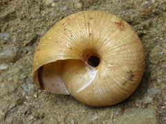 Helminthoglypta exarata