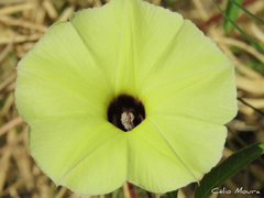 Ipomoea longeramosa