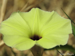 Ipomoea longeramosa