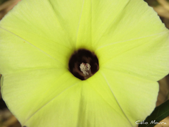 Ipomoea longeramosa