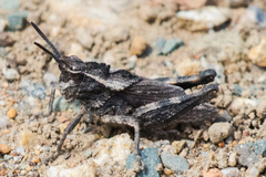 Dracotettix monstrosus