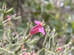 Ruellia floribunda