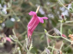 Ruellia floribunda