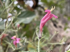 Ruellia floribunda
