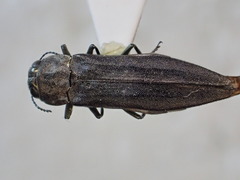 Agrilus anxius