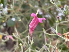 Ruellia floribunda