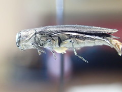 Agrilus anxius