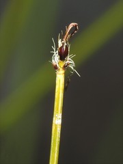 Eleocharis quinqueflora