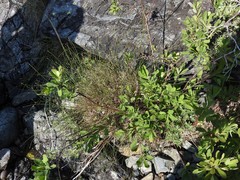 Eleocharis quinqueflora