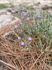 Limonium cancellatum