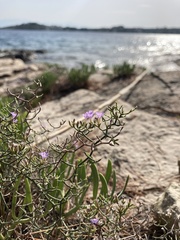 Limonium cancellatum