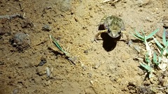 Eleutherodactylus nitidus