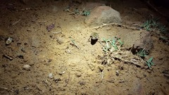 Eleutherodactylus nitidus