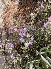 Limonium cancellatum