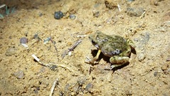 Eleutherodactylus nitidus