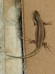 Podarcis muralis