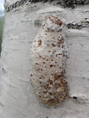 Lymantria dispar dispar