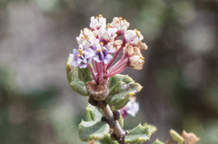 Ceanothus otayensis