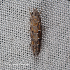 Metharmostis multilineata