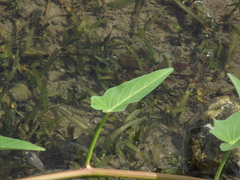 Ipomoea aquatica