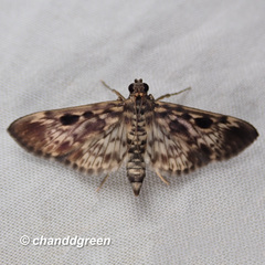 Rhimphaliodes macrostigma
