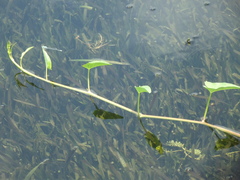 Ipomoea aquatica