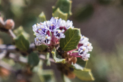 Ceanothus otayensis